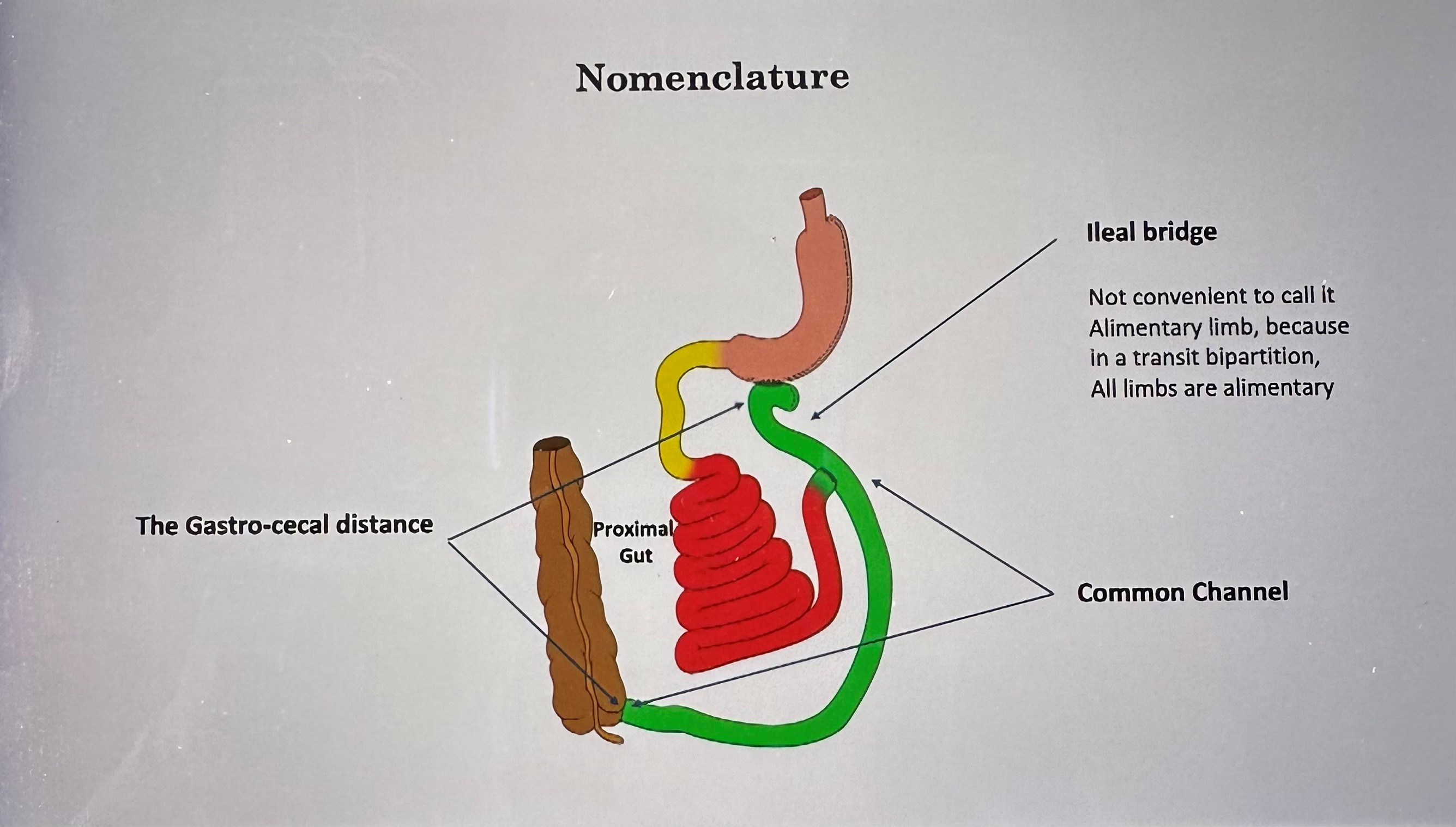 Nomenclature anastomose